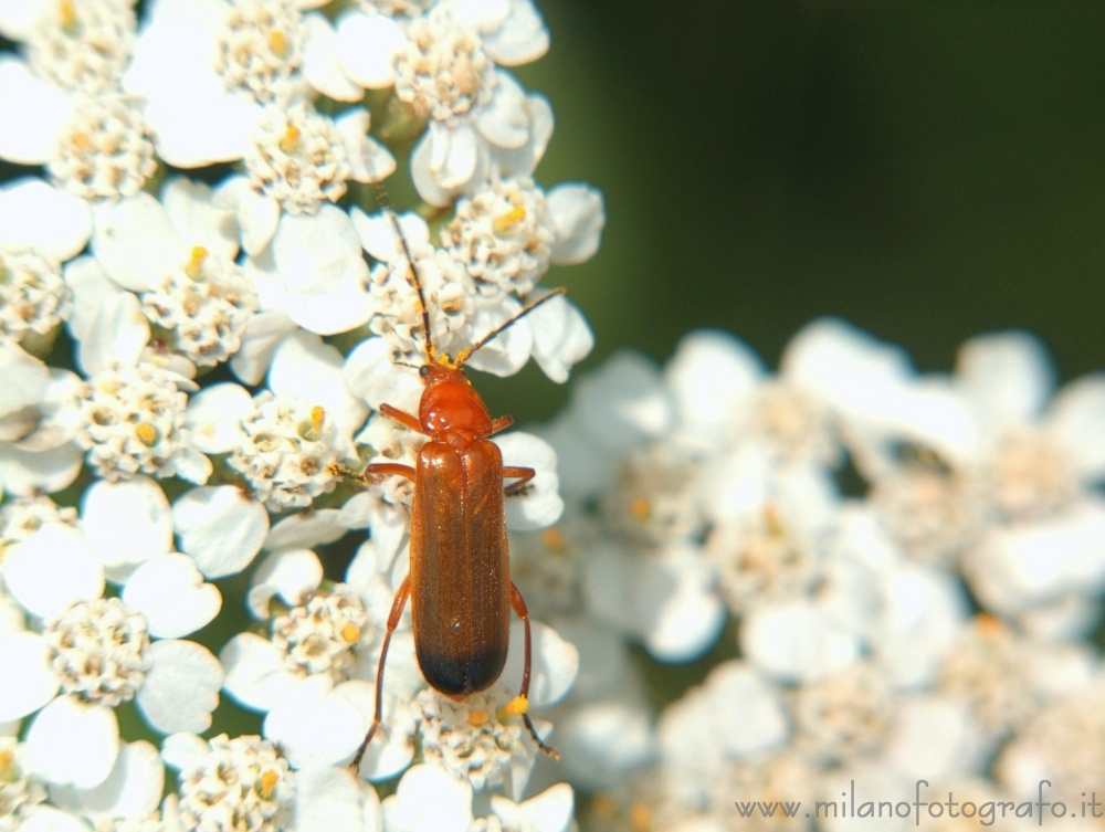 Campiglia Cervo (Biella, Italy) - Rhagonycha fulva